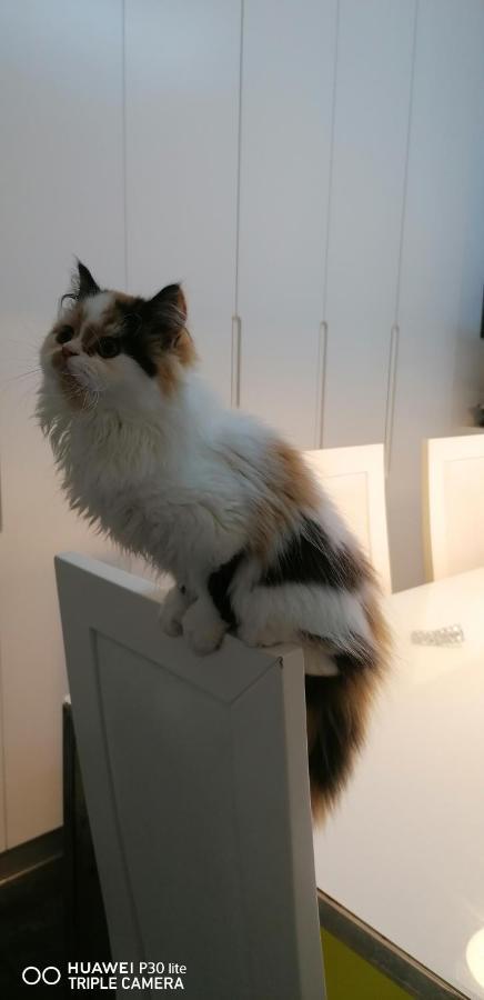 Silver Home นาซาเร ภายนอก รูปภาพ