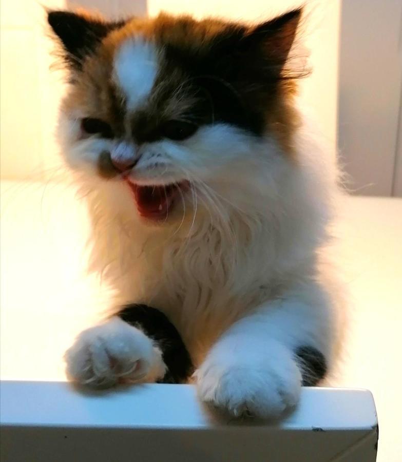 Silver Home นาซาเร ภายนอก รูปภาพ